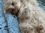 Cream orange Maine coon Persian kitten - Persian Kitten For Sale - W Bloomfield, MI, US