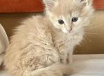 Cream and orange ragdoll Maine coon - Ragdoll Kitten For Sale - W Bloomfield, MI, US