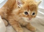 Long hair maine coon - Maine Coon Kitten For Sale - W Bloomfield, MI, US