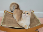 Nicole - British Shorthair Kitten For Sale - 