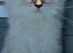 Female kittens - Siberian Kitten For Sale - 