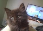 Winter and her babies - American Shorthair Kitten For Sale - Denver, CO, US