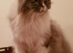 Zoe's babies - Scottish Fold Kitten For Sale - 
