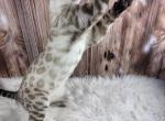 Legend - Bengal Kitten For Sale - 