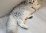 British Longhair Light Silver Female - British Shorthair Kitten For Sale - 