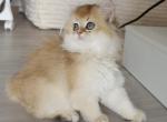 Golden British Longhair Female Kitten Exquisite - British Shorthair Kitten For Sale - 