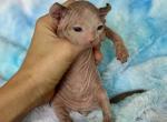Dumpling - Sphynx Kitten For Sale - Chicago, IL, US