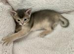 Friendly blue boy - Abyssinian Kitten For Sale - Spring Hill, FL, US