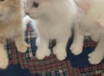George - Maine Coon Kitten For Sale - 