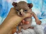 Mochi - Sphynx Kitten For Sale - Chicago, IL, US