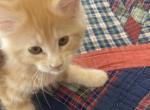 Red silver girl - Maine Coon Kitten For Sale - 