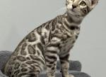 Nala litter - Bengal Kitten For Sale - Walling, TN, US