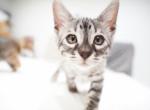 TICA pet kittens - Bengal Kitten For Sale - 