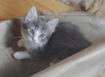Maine Coon - Maine Coon Kitten For Sale - Scarborough, ME, US