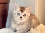 Bonik - British Shorthair Kitten For Sale - 