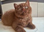 Jasmine - British Shorthair Kitten For Sale - 