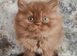 Quentin - British Shorthair Kitten For Sale - 