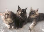 Black Smoke Maine coons - Maine Coon Kitten For Sale - Miami, FL, US