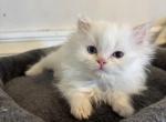 Himalayan kitten 24 - Himalayan Kitten For Sale - 