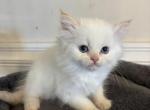 Himalayan kitten 25 - Himalayan Kitten For Sale - Seaford, NY, US