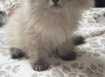 Himalayan kitten 22 - Himalayan Kitten For Sale - Seaford, NY, US