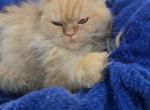 Pumpkin girl 5months - Persian Kitten For Sale - Parkville, MD, US