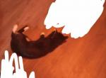 Kitty - Domestic Cat For Adoption - 