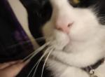 Moxie - Domestic Cat For Adoption - 