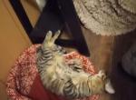 Tamao - Domestic Cat For Adoption - 