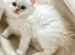 Donald Christmas Litter D - Himalayan Kitten For Sale - 