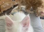 Bob - Maine Coon Kitten For Sale - 