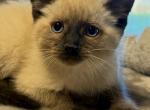 Guz - Siamese Kitten For Sale - 