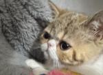 Exotickitten - Exotic Kitten For Sale - Kissimmee, FL, US