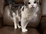 Mimi - Norwegian Forest Kitten For Sale - Deer Park, NY, US