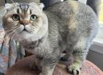 Scottish fold kitten - Scottish Fold Kitten For Sale - Gurnee, IL, US