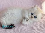 Knopa - Munchkin Kitten For Sale - Norwalk, CT, US