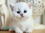 Aria - Munchkin Kitten For Sale - Norwalk, CT, US