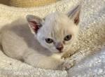 Indiana - Burmese Kitten For Sale - ID, US
