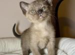 Irene Cara - Burmese Kitten For Sale - ID, US