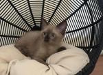 BOBBY - Ragdoll Kitten For Sale - Morristown, NJ, US