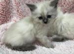 Full Ragdoll kittens - Ragdoll Kitten For Sale - Gurnee, IL, US
