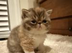 Tiana - Exotic Kitten For Sale - 