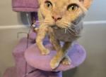 Sparkles - Devon Rex Kitten For Sale - 