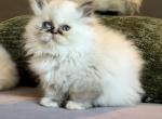 Luli - Persian Kitten For Sale - 