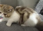 Persian - Persian Kitten For Sale - Kissimmee, FL, US