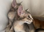 Sonic - Abyssinian Kitten For Sale - 