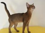 Simba - Abyssinian Kitten For Sale - 