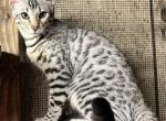 Silver Bengal Female White - Bengal Kitten For Sale - AR, US