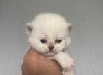 Scottish Straight Long haired BOY - Scottish Straight Kitten For Sale - Nixa, MO, US