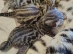 Journey - Bengal Kitten For Sale - 